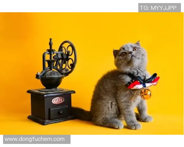 足球明星猫舍真实图片展现萌宠与运动员的温馨生活